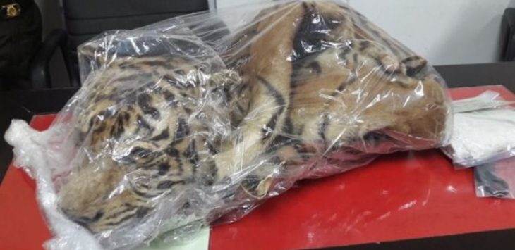 The MoEF’s Law Enforcement Agency brings tiger skin traders to prosecutor.